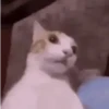 REAÇÕES ANIMADAS 8
