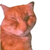 Gatinhos animados 18
