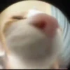Memes De Gatos Animados 🗿 14