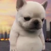 Pibble 🐶 | Perrito Tiktok  12