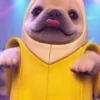 Pibble 🐶 | Perrito Tiktok  14