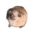 Anjing lucu 6