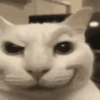 Gatinhos 🐾🐾🐾🐾🐾🐾 9
