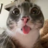 Meme kucing bergerak 😺 11