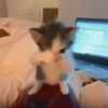 Animais Engraçados | Memes 🐾 12