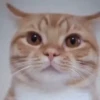 Reacciones gatunas random🐈🐈‍⬛ 14