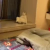Gatinhos 10