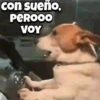 Perros 01mov 19