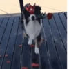 Perros 01mov 17