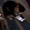 Милый движущийся кот GIF 13