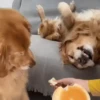 Funny memes 🐶🐱 6