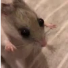 Hámster🐹⭐ 15