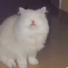 Милый движущийся кот GIF 8