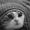 Gatos animados  11