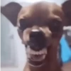 Animais Engraçados | Memes 🐾 24