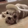 Animais Engraçados | Memes 🐾 5