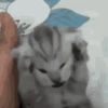Gatos animados  12