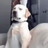 AI QUE SONO... 💤 22