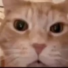 Twitter gif 1 10