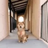 Animais Engraçados | Memes 🐾 28