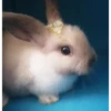 Conejo movido 5