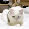 🧡🐱Michitos randoms🐱🧡 12