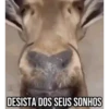 GIFs Pets Fofos Memes 2 🐾 27