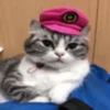 ✨️ Michis Animados Random 🐈🐈‍⬛ 10