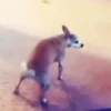 Virales Comentarios TikTok 📲 10