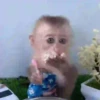 Reações de macaquinhos 🤣 15