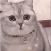 Tingkah lucu kucing 10