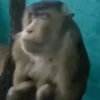 Reações de macaquinhos 🤣 7