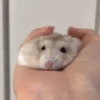 Hámster🐹⭐ 9