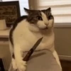 Animais Engraçados | Memes 🐾 22