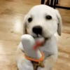 Anjing lucu 12