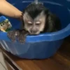 Monkeys 🤎🐵 27