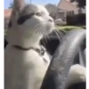Gatos loucos 🐈 14
