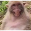 Macacos rindo 🙊🐵😂 9