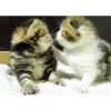 Gatitos - Amor 💕 5
