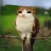 ᱙᱙   ˳   Meowl   ׅ   𐀴᷼𐀴 11