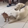 Funny memes 🐶🐱 13