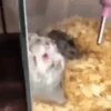Funny Memes 🐾 5