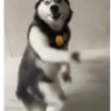 REAÇÕES ANIMADAS 9