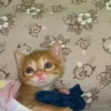 🐱 Fisheye-lens pets 5