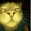 🐱 Fisheye-lens pets 23
