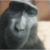 🐒•Moniiitos ⵌ5 5