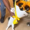 Entrega de flores amarillas 🌻 11