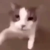 MEMES 8