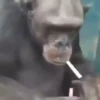 Macacos animados/monkeys🐒 11