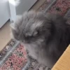 Gatos funny Cats 😹🐈🐈‍⬛ 13